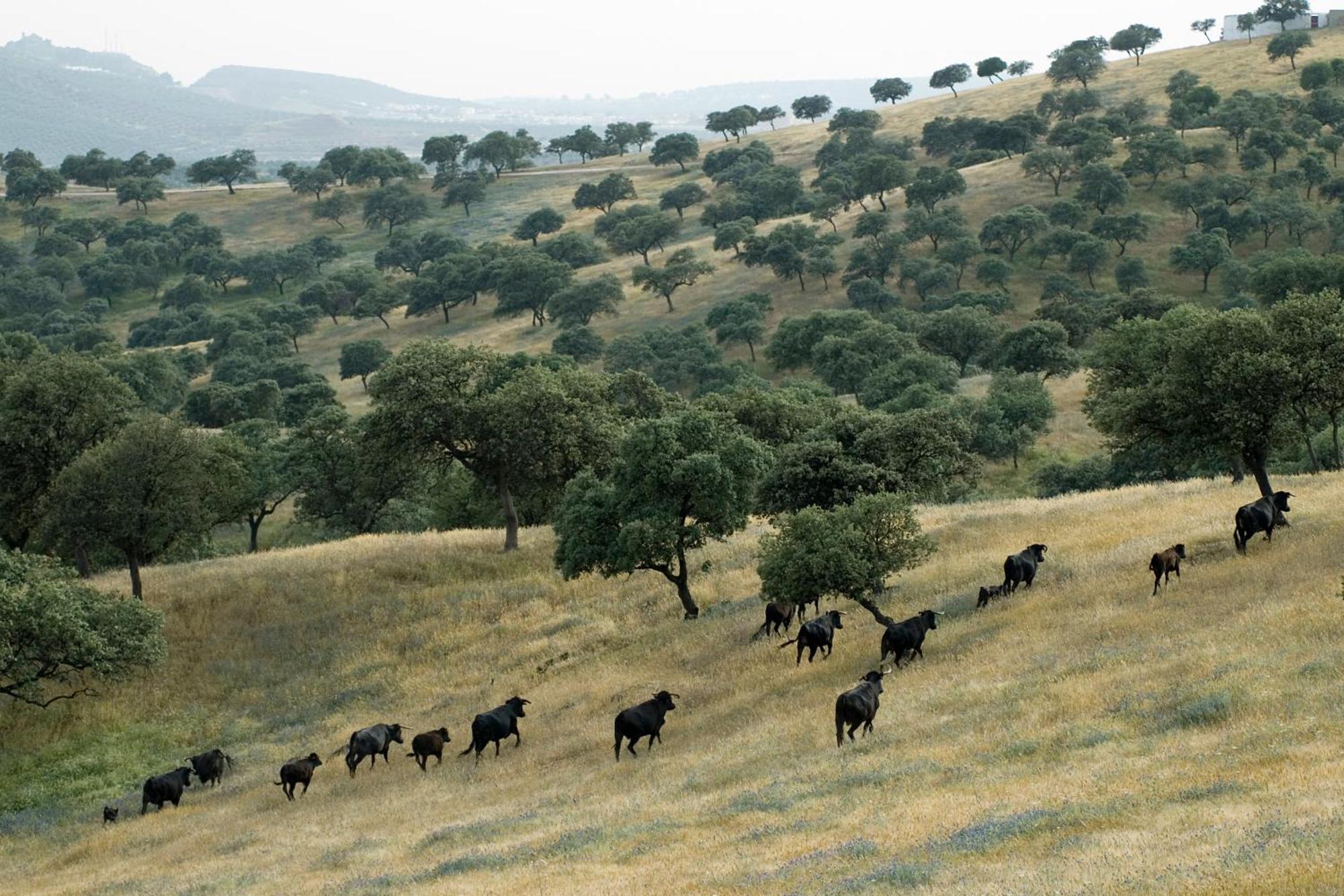 El Anadio Ξενοδοχείο Vilches Εξωτερικό φωτογραφία